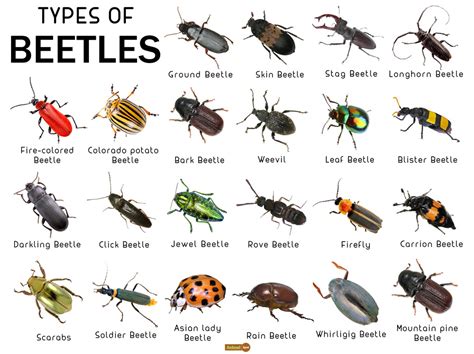 types of beetles in the philippines|Diversity of aquatic and riparian Coleoptera of the Philippines .